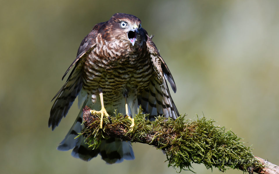 Eurasian sparrowhawk (Accipiter nisus)